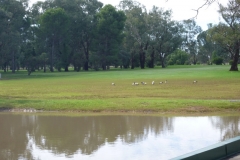 Magpie-Geese-on-10th-Fairway