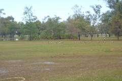 Magpie-Geese-on-15th-Fairway