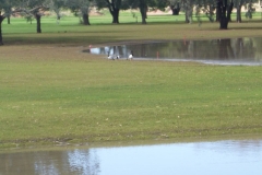 Magpie-Geese-on-15th-Pond